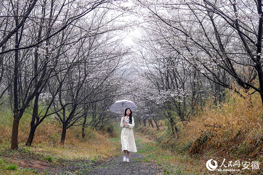 游客在樱花林间赏花。人民网记者 陈若天摄