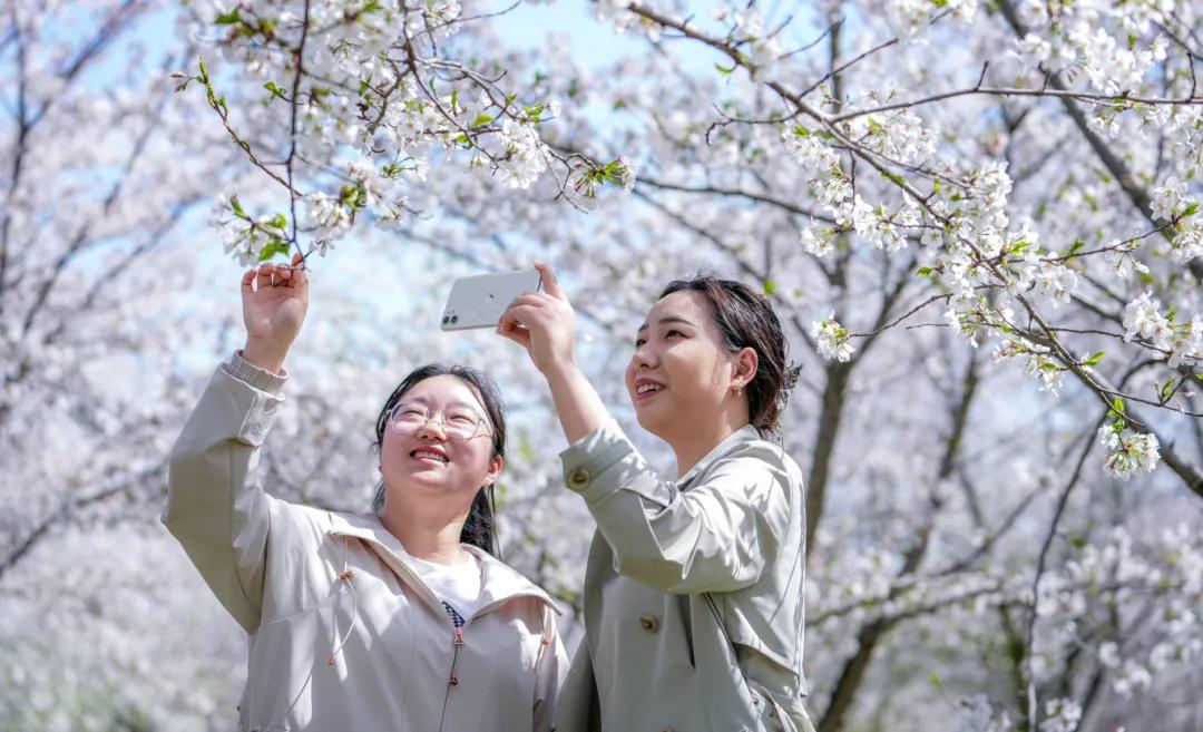 市民流連於祥源·幸福農場櫻花花海中。