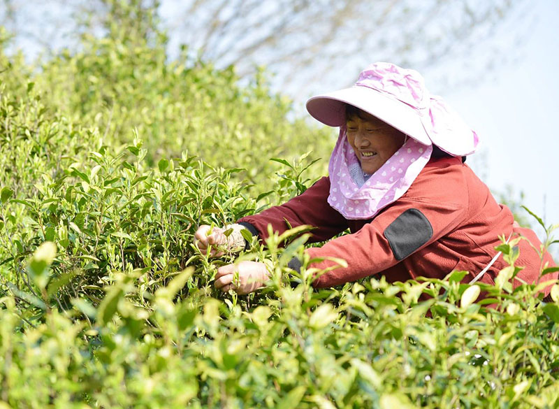茶农正在采摘春茶。马丰成供图