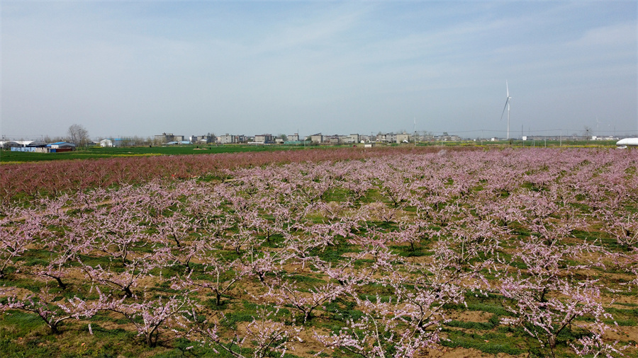 安徽颍上：朵朵桃花开出致富好“钱”景【3】