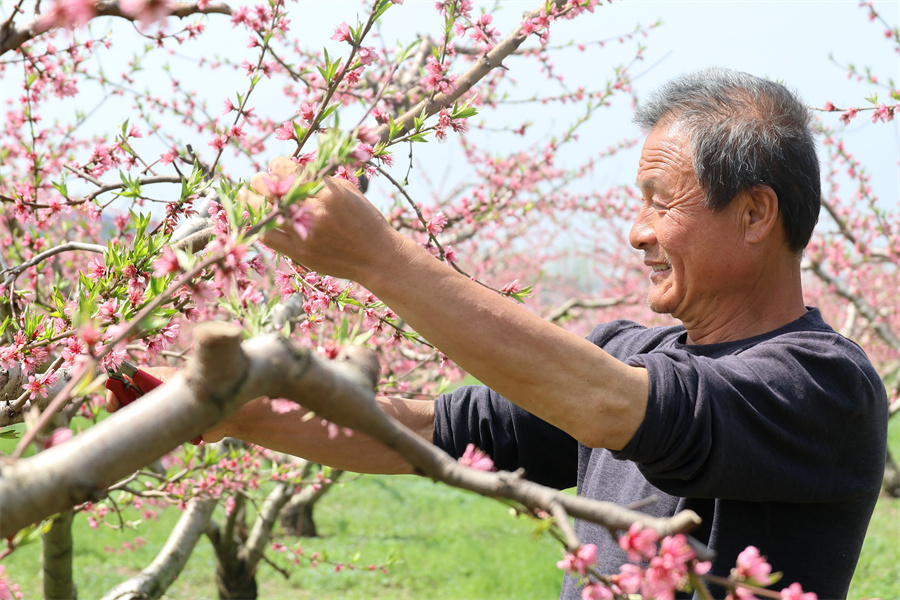 安徽颍上：朵朵桃花开出致富好“钱”景【4】
