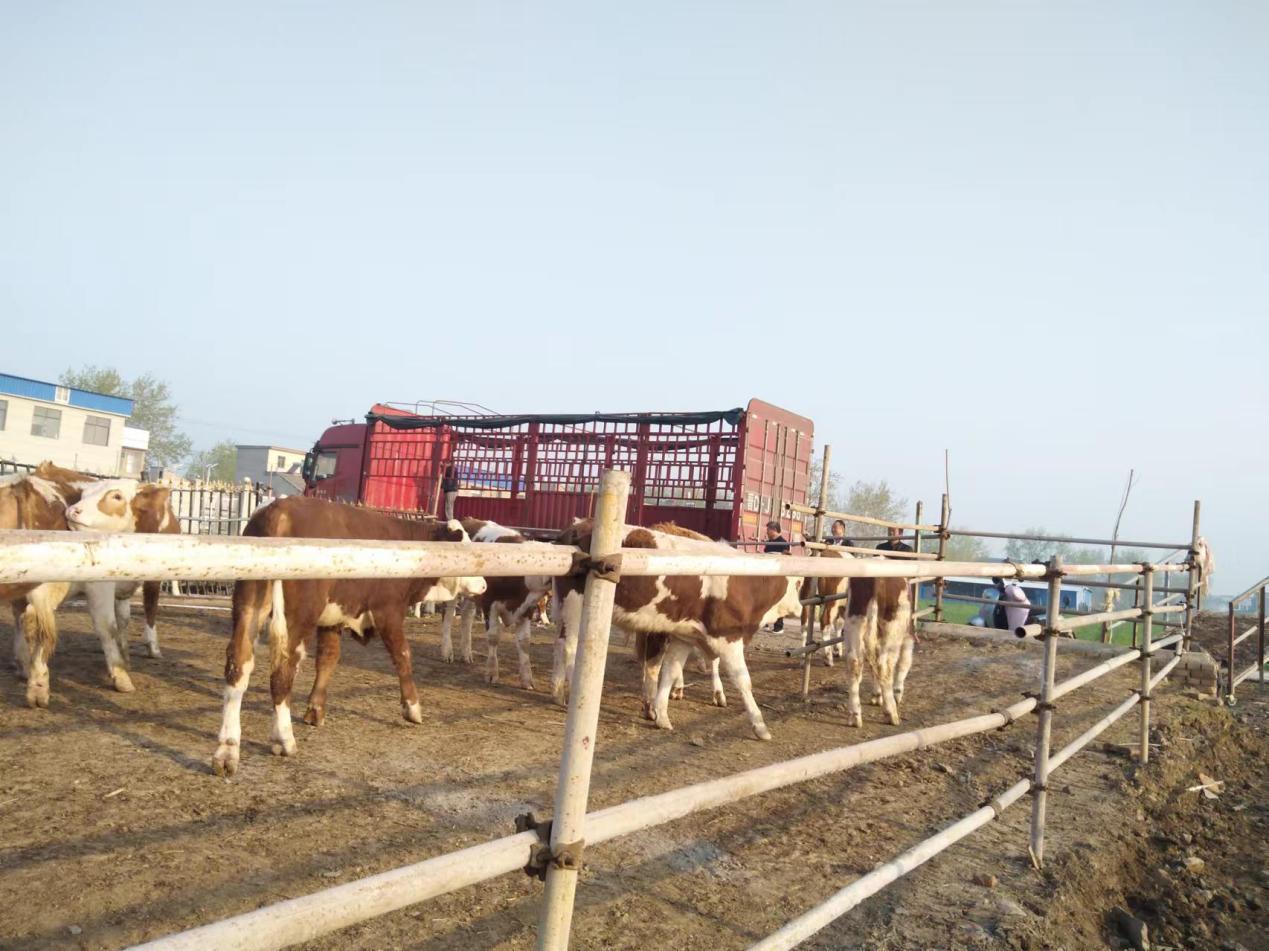 肉牛養殖春季補欄正當時。劉萬廣供圖