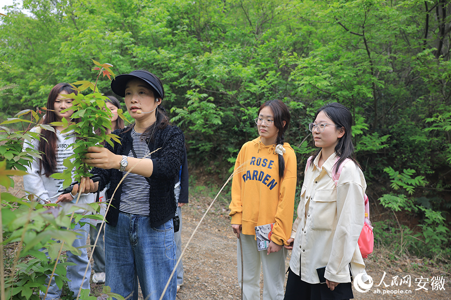 老师给学生们讲解植物枫杨，其果实入药，名“路路通”。人民网记者 王晓飞摄