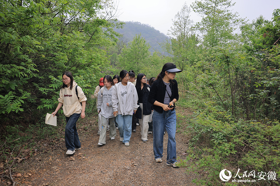 师生们在银屏山边行进边寻找可以制作标本的药用植物。人民网记者 王晓飞摄