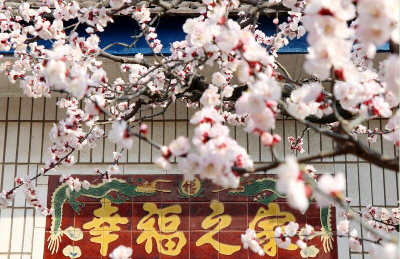 杏花開滿“幸福之家”。 譙城區牛集鎮 供圖