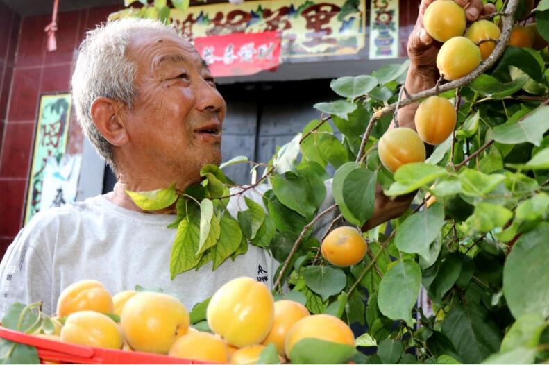 張保華興致勃勃地採摘杏果。譙城區牛集鎮 供圖