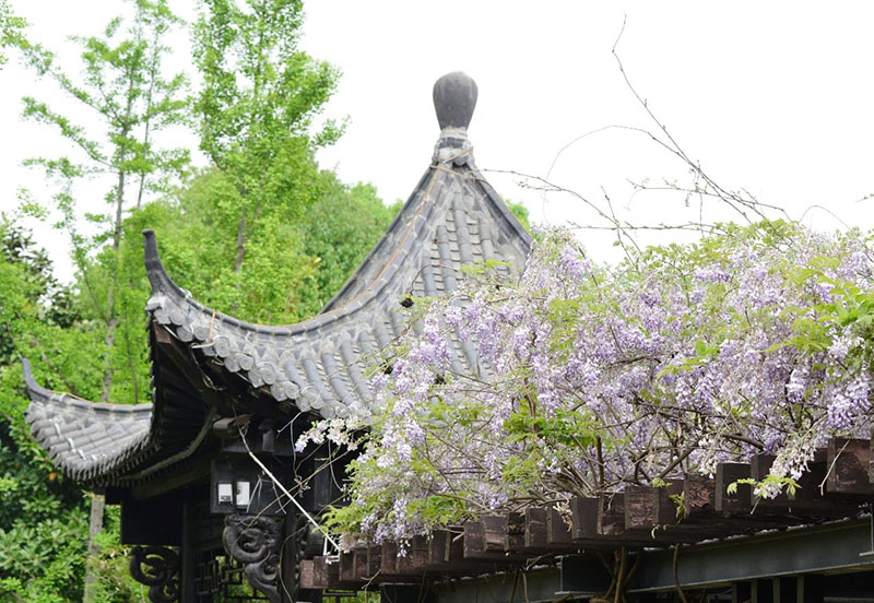 紫藤花開正艷。