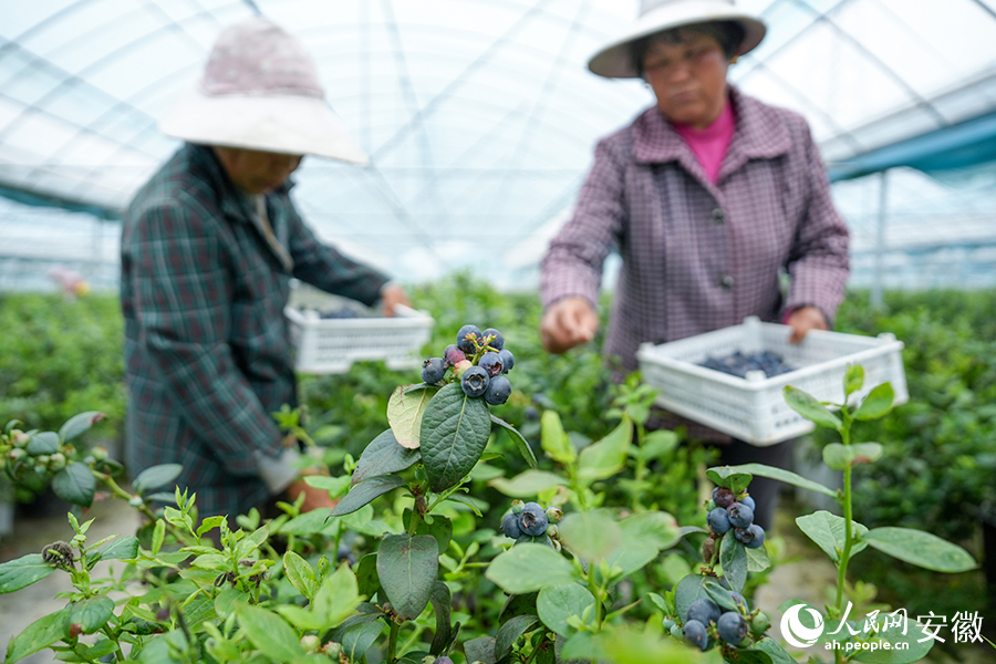 工人正在采摘蓝莓。人民网记者 苗子健摄