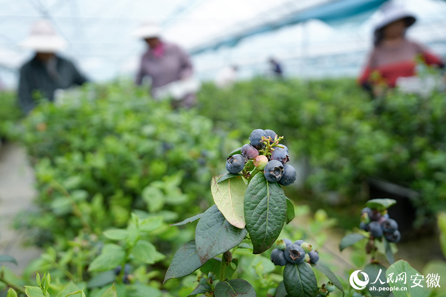 工人正在采摘蓝莓。人民网记者 苗子健摄