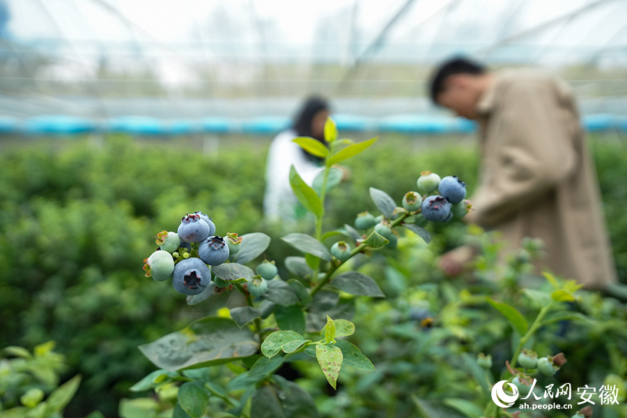 游客体验蓝莓采摘。人民网记者 苗子健摄