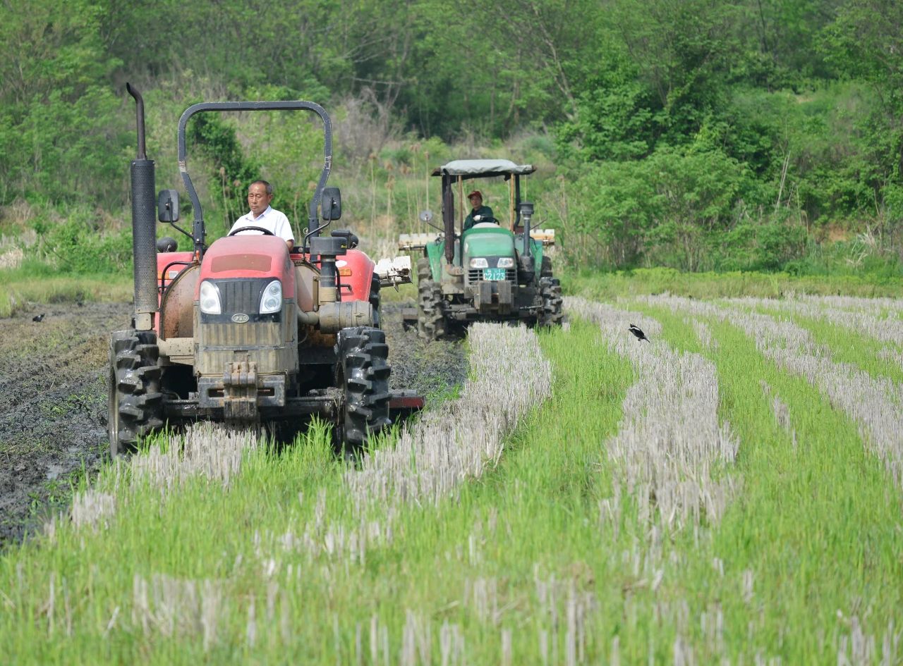 農機手駕駛著旋耕機在田裡穿梭耕作。