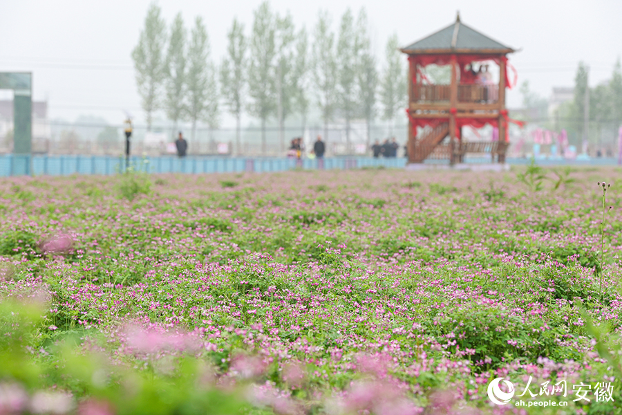 南陵紫雲英花開成海。人民網記者 張俊攝