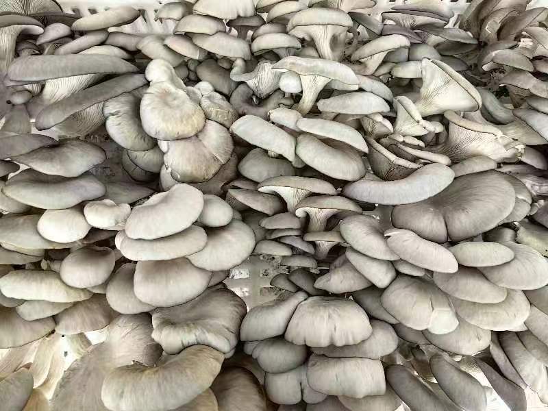 小小菌菇為村民們撐起了“致富傘”。徐慶供圖
