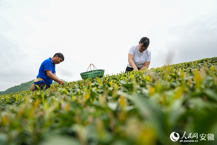 茶园里，村民采摘鲜叶。人民网记者 王锐摄