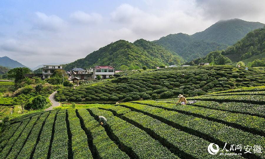 葛公鎮橋聯村，茶農正忙著搶摘新冒出尖的茶葉嫩芽。人民網記者 王銳攝