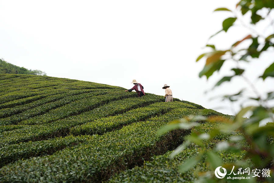 茶農正忙著搶摘新冒出尖的茶葉嫩芽。人民網記者 王銳攝