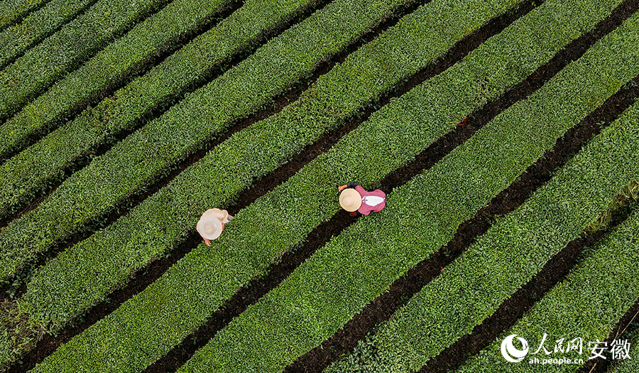 整齐有序的茶垄间，两位村民正在采茶。人民网记者 王锐摄