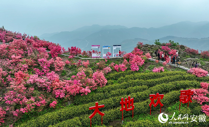 三公山上，茶园与杜鹃花相映成趣。人民网记者 陶涛摄