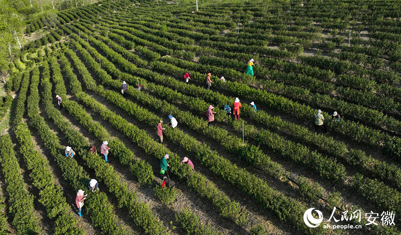 茶山上，茶农们正在采摘春茶。人民网记者 陶涛摄