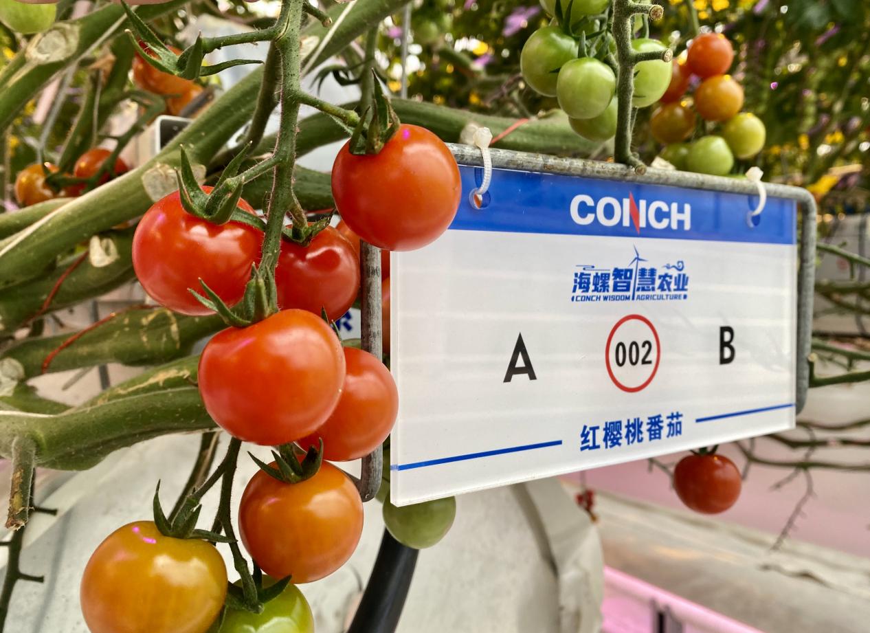 海螺智慧农业车间生产的番茄。