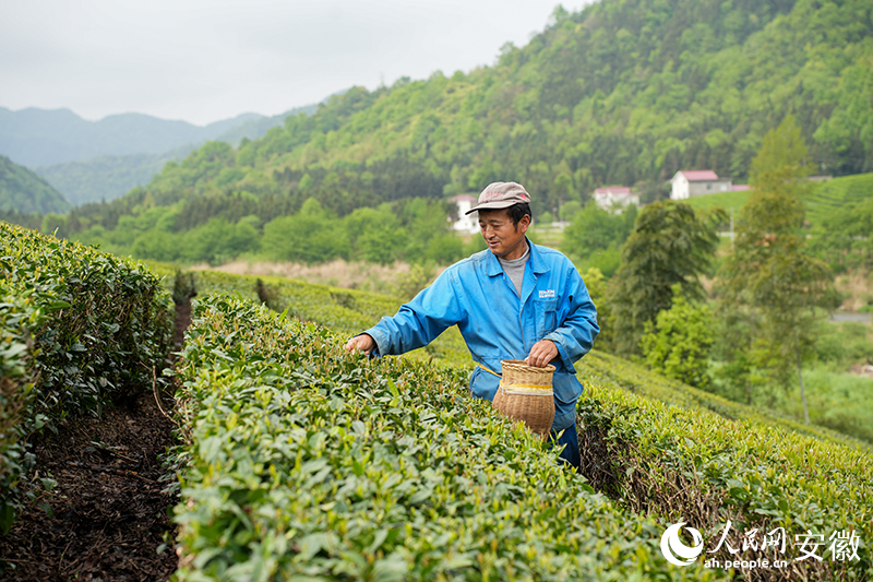 村民正在茶壟間採摘茶葉。人民網記者 王銳攝