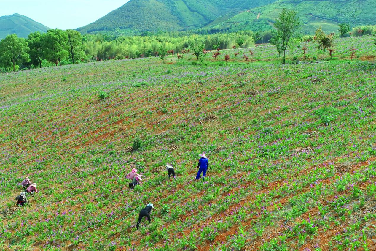 下寺村安徽润华生态林业有限公司白芨种植基地。