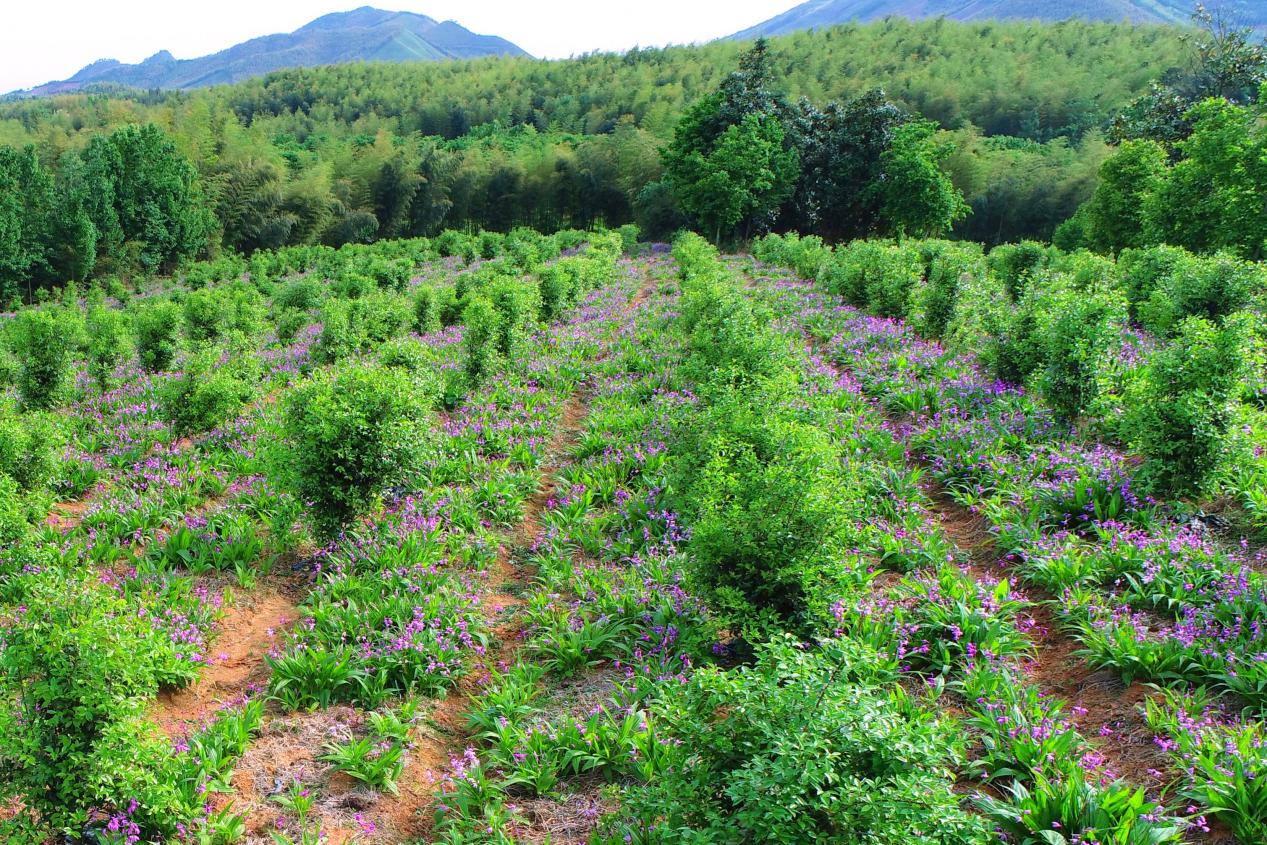 下寺村安徽润华生态林业有限公司白芨种植基地。