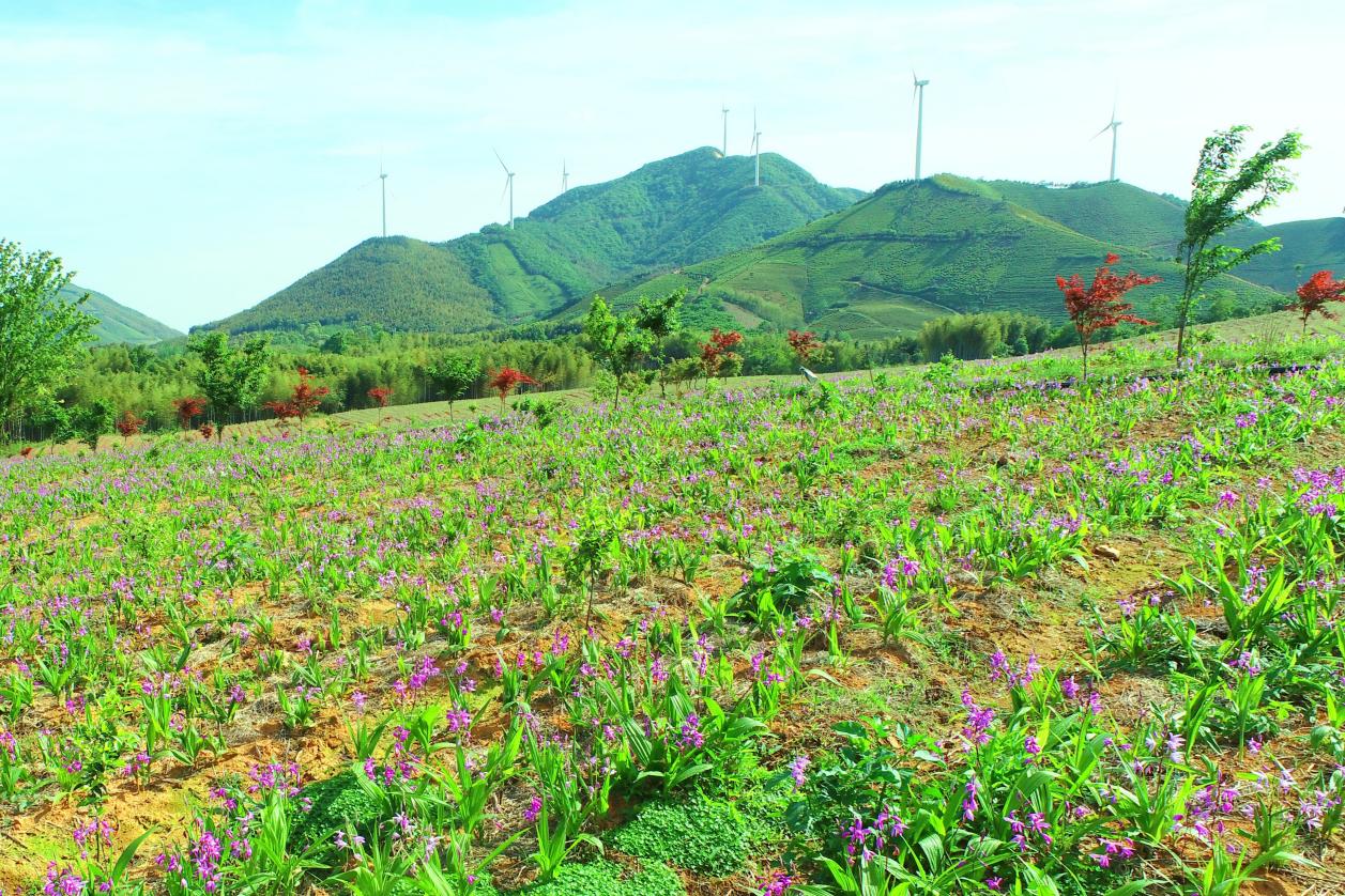 下寺村安徽润华生态林业有限公司白芨种植基地。