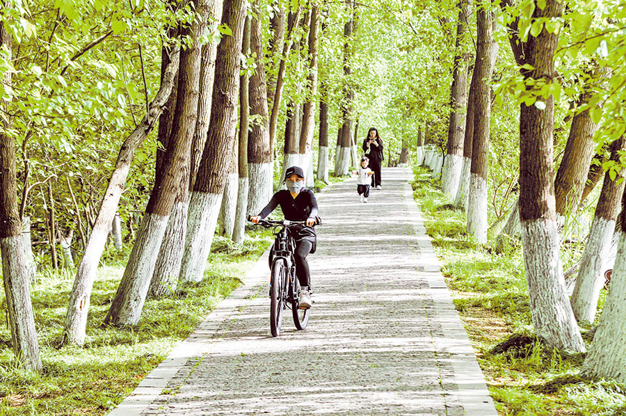 寧靜的林間路。