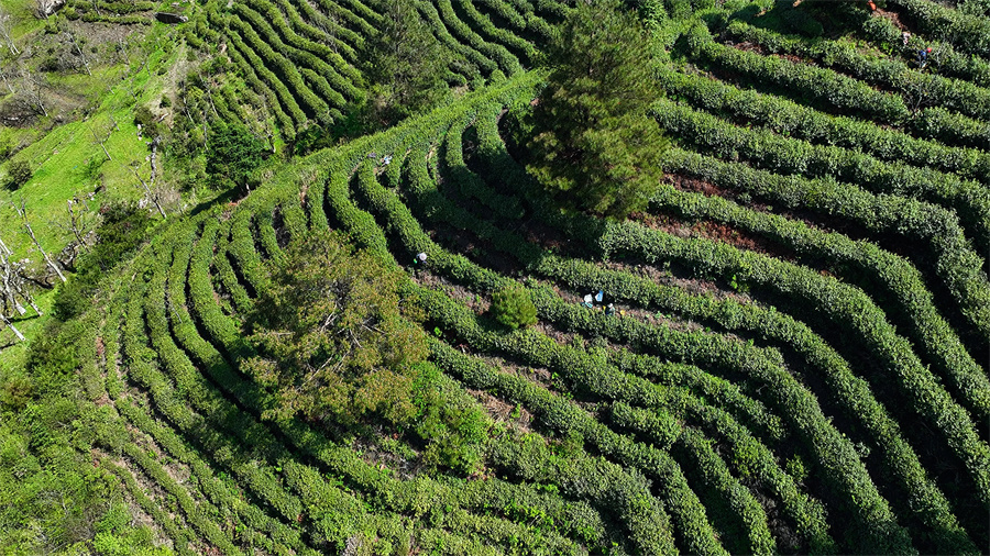 荊州鄉九華村朱顯茶園。傅忠翛攝