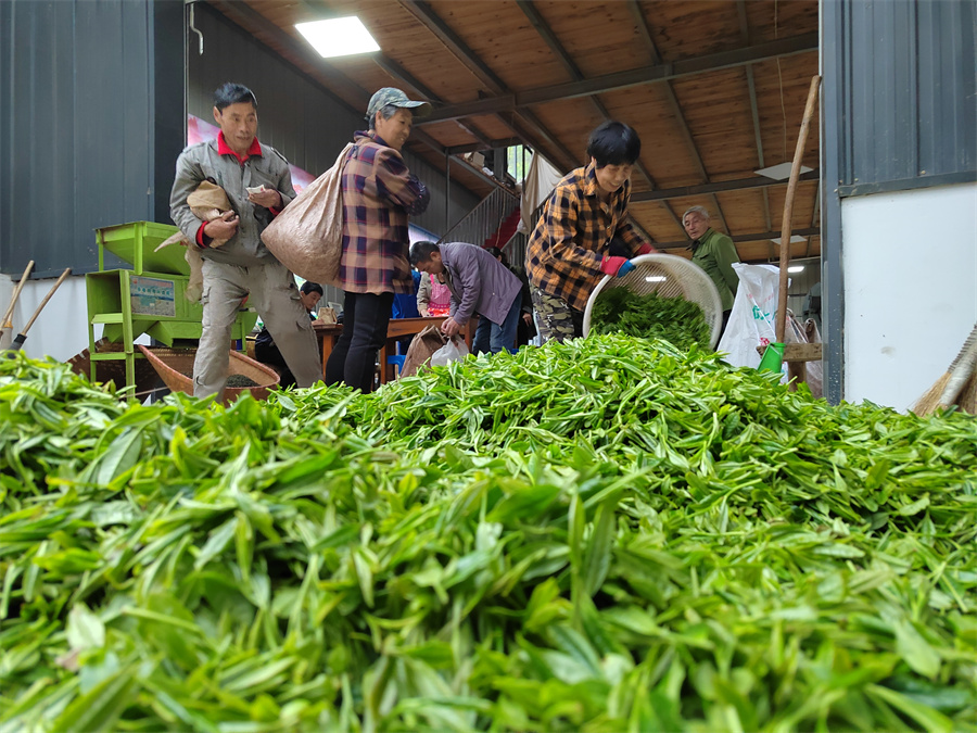 績溪小九華茶業有限公司收茶現場。傅忠翛攝