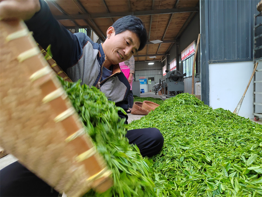 績溪小九華茶業有限公司收茶現場。傅忠翛攝