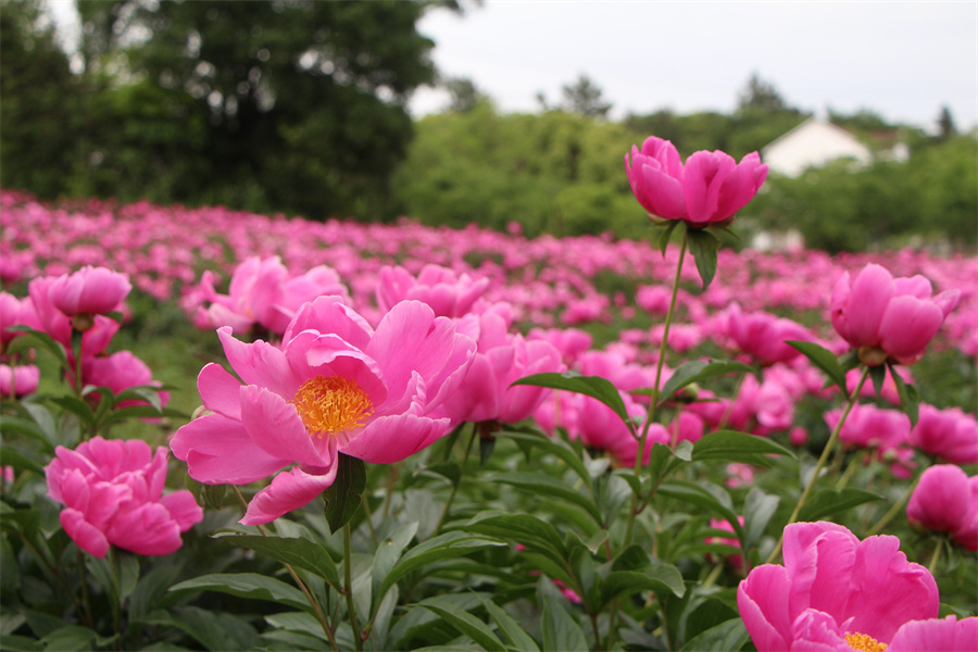 宣城郎溪：百畝芍藥花開【3】