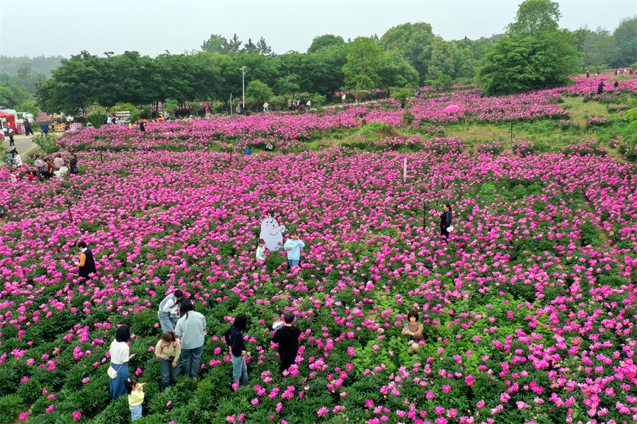 宣城郎溪：百畝芍藥花開【6】