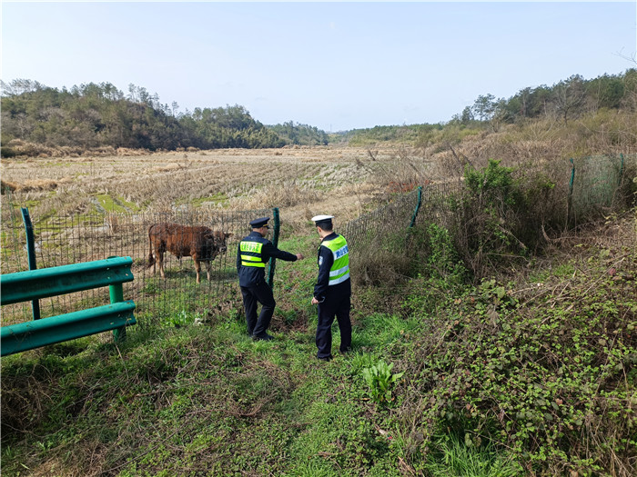 黄祁大队修复沿线隔离栅。