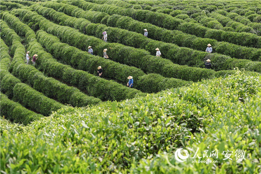游客在雲上茶園體驗採茶。人民網記者 張俊攝
