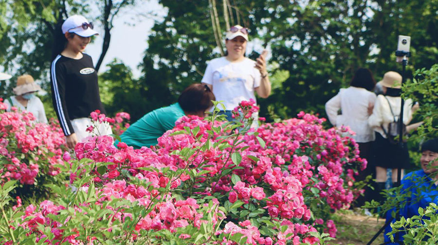 市民到月季园观花游览。