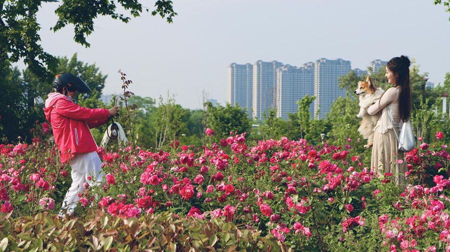 市民到月季园观花游览。