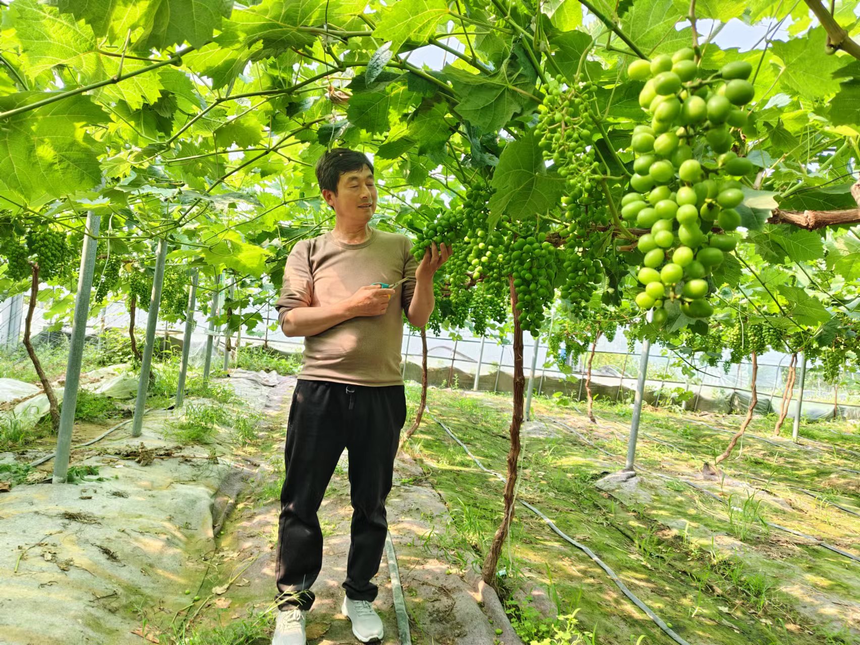 陈义志检查成果的串串葡萄。灵璧县委宣传部供图
