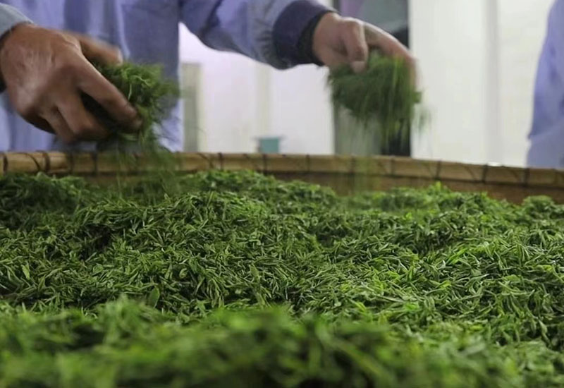 炒茶工正在炒茶。