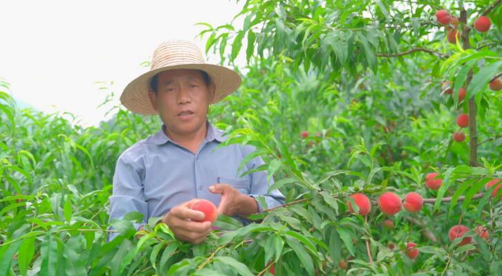“桃管家”在检查大白桃生长情况。