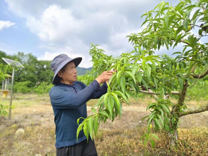 “桃管家”在对黄桃开展剪枝作业。
