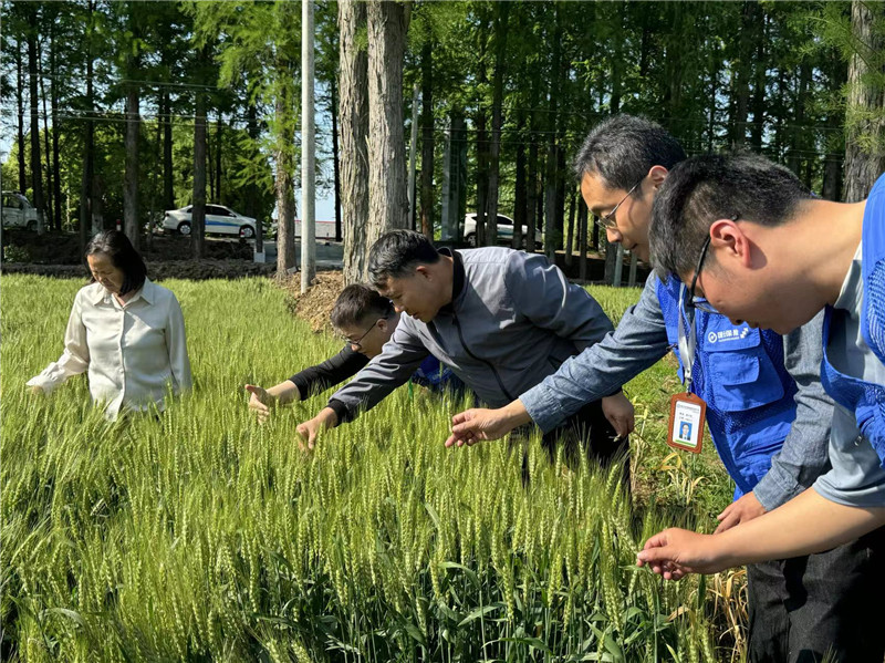 国元保险天长支公司工作人员及当地农技部门专家查看小麦长势。张瑜摄