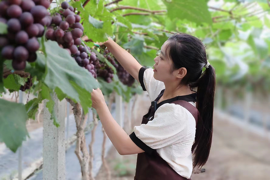 每到採摘季，游客都來體驗葡萄採摘。受訪者供圖