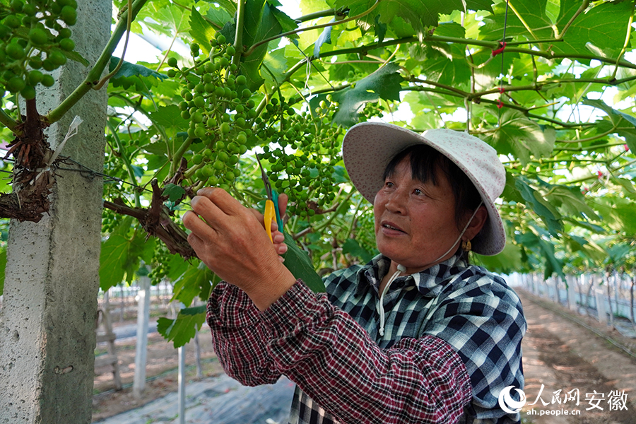 王畈村的葡萄園內，工人正在修剪定梢。人民網記者 陳若天攝