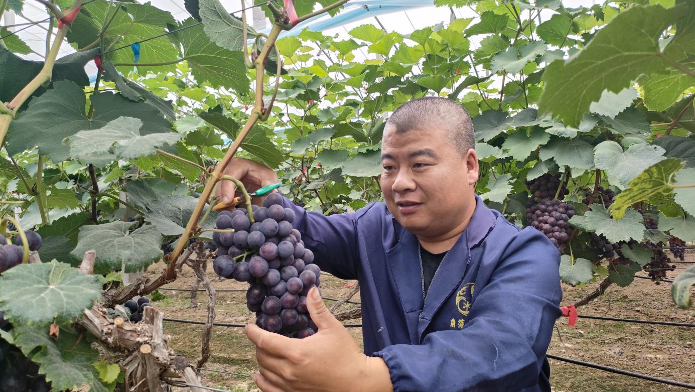 雪意达家庭农场负责人正在忙着采摘“夏黑葡萄”。