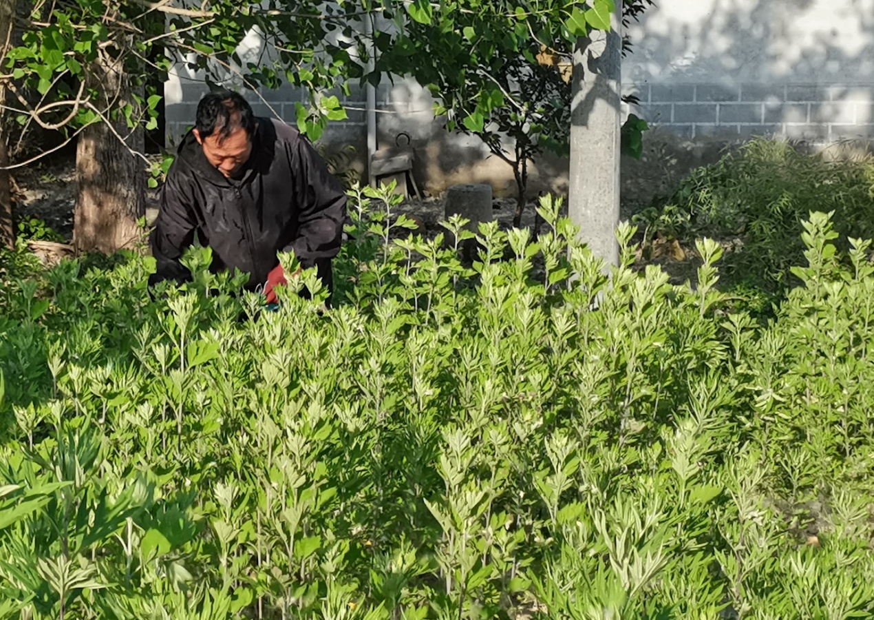 艾草香飘张汪村。曹金龙摄