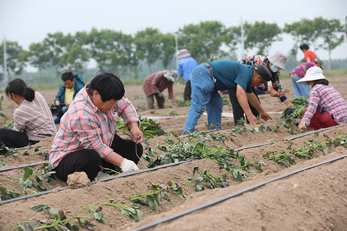 村民在种植“西瓜红”蜜薯。杜磊 摄