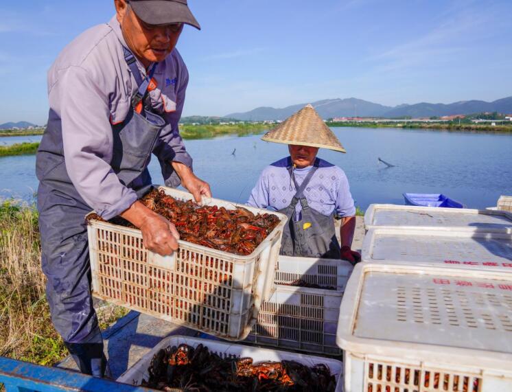 工人在搬運小龍蝦。陳磊 攝