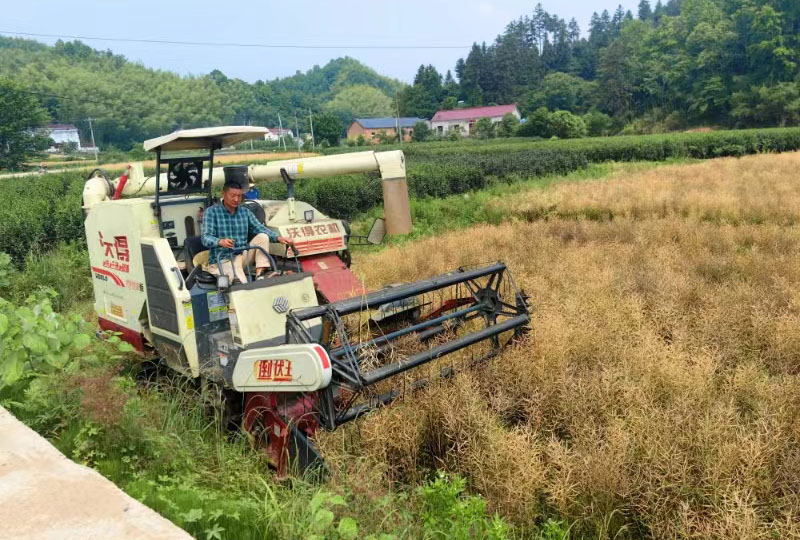 農機入田油菜收割忙。